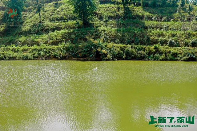 六大茶山2024年茶山日记