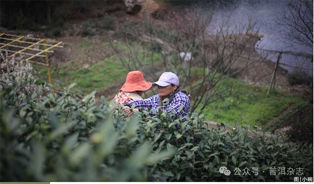 后发酵茶及发酵原理