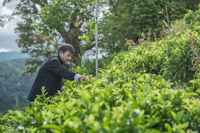 云南龙润茶业315消费者权益日