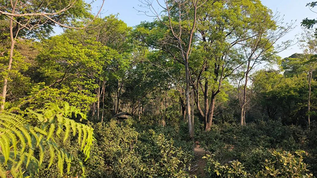 大平掌林下种植的古茶园