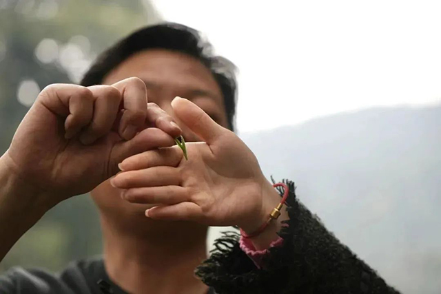 梅家坞村的茶农在展示茶芽