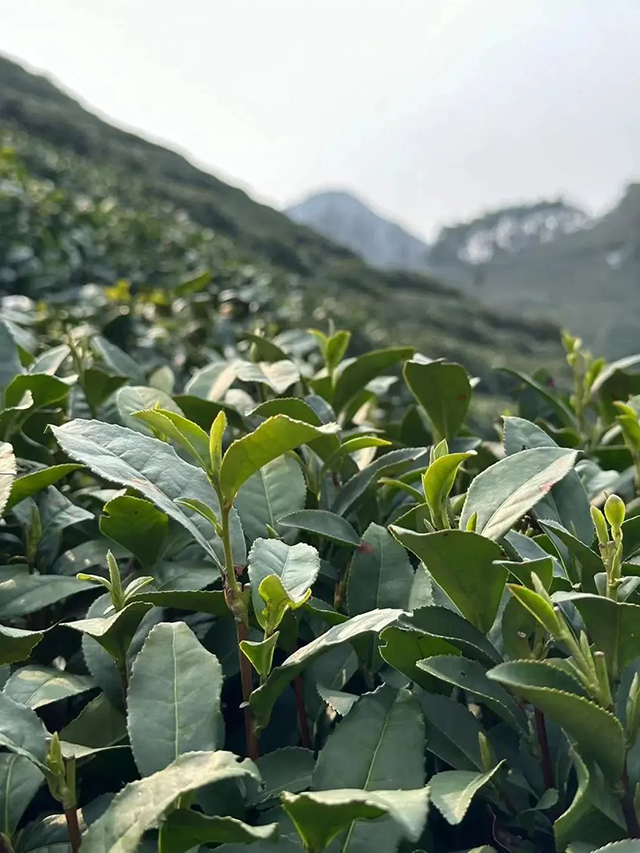 龙坞茶镇茶园实拍