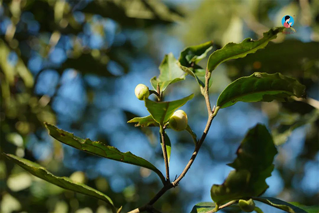 南茗佳人2024年第9季茶山行