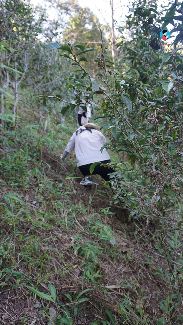 南茗佳人2024年第9季茶山行