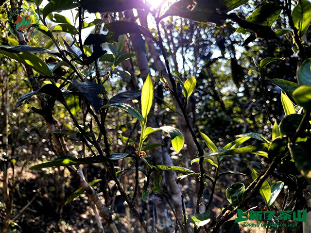 六大茶山2024年茶山日记