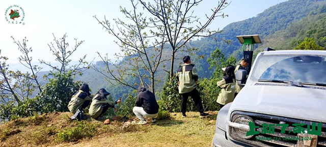 六大茶山2024年茶山日记