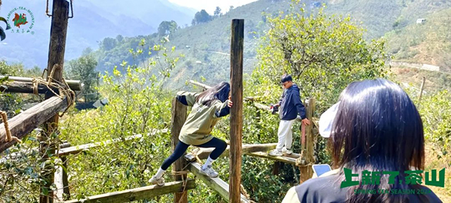 六大茶山2024年茶山日记