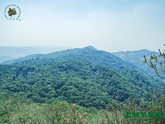 六大茶山2024年茶山日记