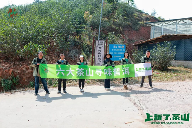 六大茶山2024年茶山日记