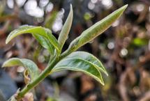 2024年普洱茶行业的增长点在何处？