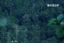 福元昌古树普洱茶：寻找极致滋味，凝固时光标本