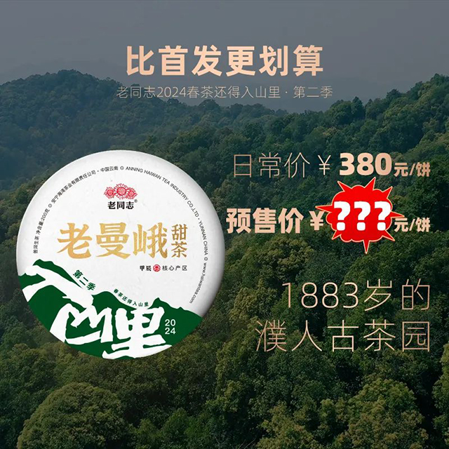 老同志入山里普洱茶预售