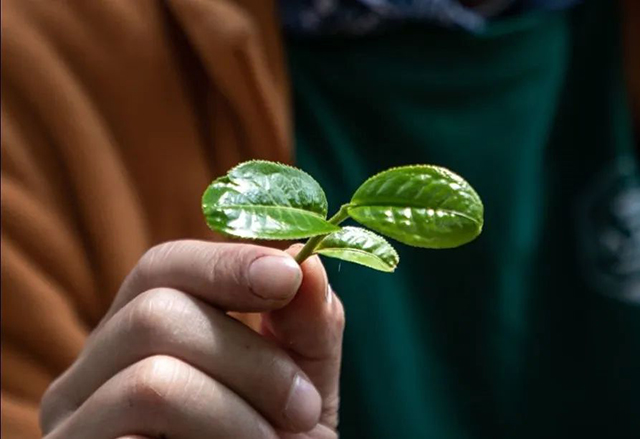 老同志入山里普洱茶预售