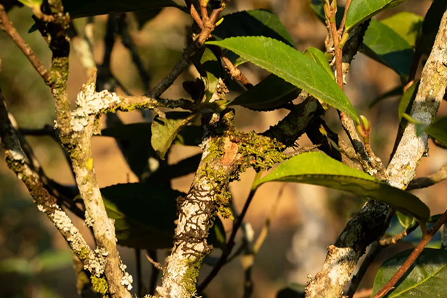 老同志入山里普洱茶预售