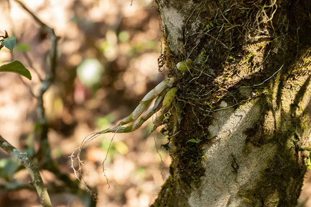 老同志入山里普洱茶预售