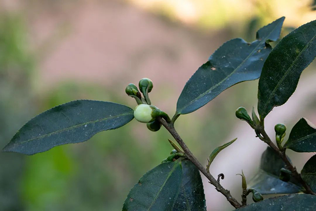 老同志入山里普洱茶预售