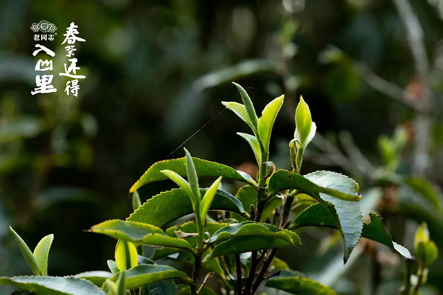 老同志入山里普洱茶预售