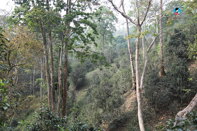  弯弓古茶园实拍