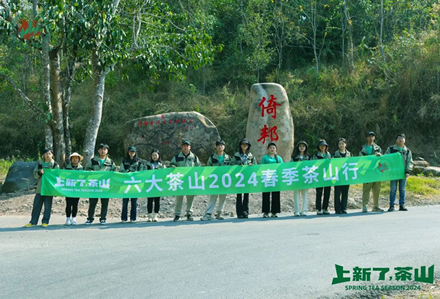 六大茶山2024年茶山日记古六大茶山之倚邦