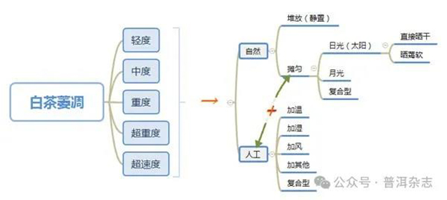 关于白茶萎凋工艺和干燥工艺的探讨