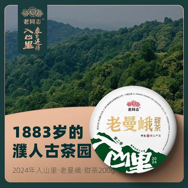 海湾茶业2024年入山里深山探茶