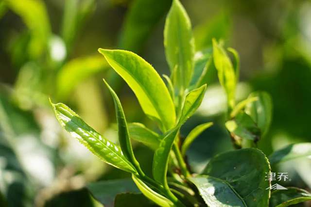 津乔普洱冰岛茶小户赛