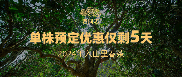 老同志2024入山里单株普洱茶