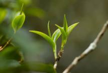 葳盛茶业︱2024年私人定制茶，畅享春日茶香盛宴