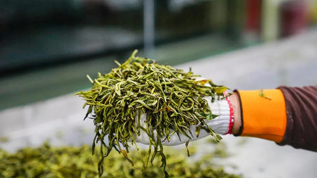 六大茶山诚挚欢迎各位茶友来到贺开庄园亲自体验春茶采摘与普洱茶的制作