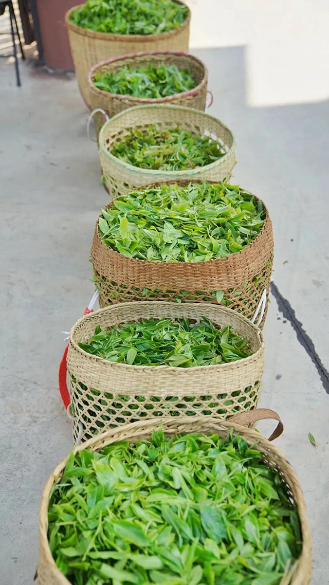 六大茶山诚挚欢迎各位茶友来到贺开庄园亲自体验春茶采摘与普洱茶的制作