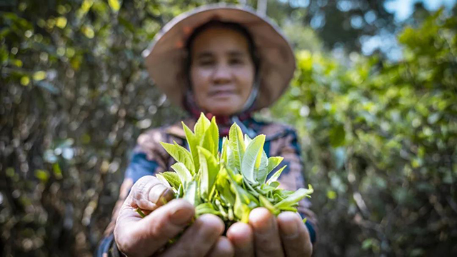 六大茶山诚挚欢迎各位茶友来到贺开庄园亲自体验春茶采摘与普洱茶的制作