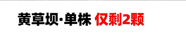 老同志入山里单株预定