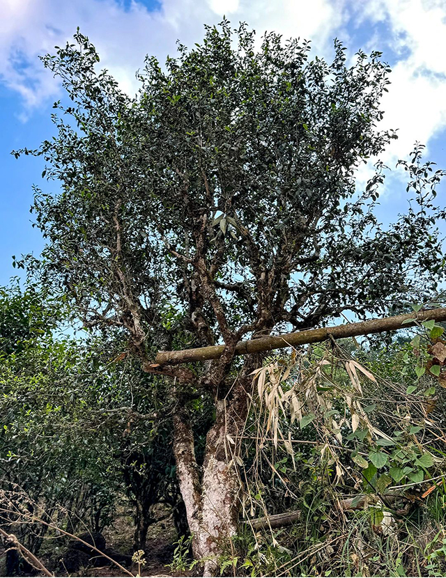 老同志入山里单株预定