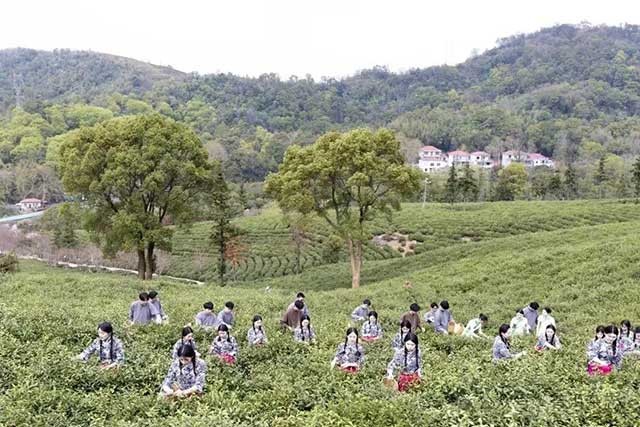 第六届九江国际名茶名泉博览会庐山云雾茶开采节