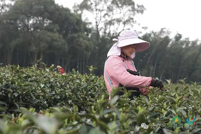 第六届九江国际名茶名泉博览会庐山云雾茶开采节