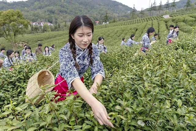 第六届九江国际名茶名泉博览会庐山云雾茶开采节