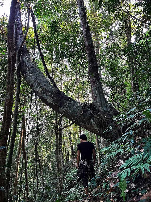 福元昌古树普洱茶