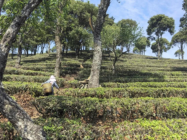 天威德成2024年天下云茶生茶品质特点