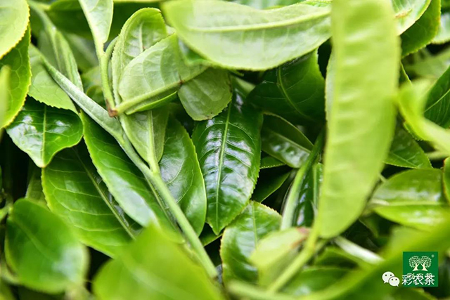 彩农茶冰岛2024头春古树纯料圆茶品质特点