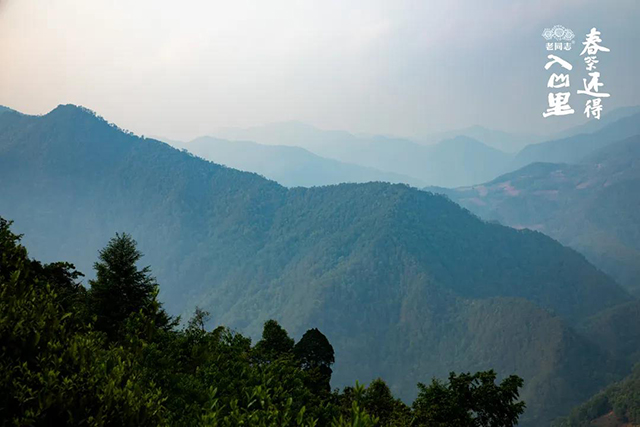 老同志入山里黄草坝古树茶