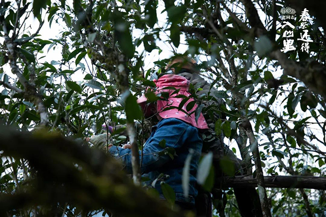 老同志入山里黄草坝古树茶