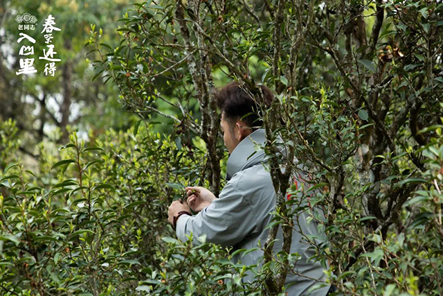 老同志入山里黄草坝古树茶