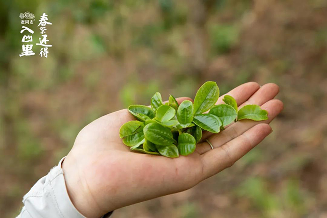 老同志入山里黄草坝古树茶