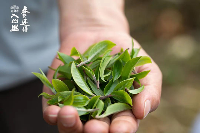 老同志入山里黄草坝古树茶