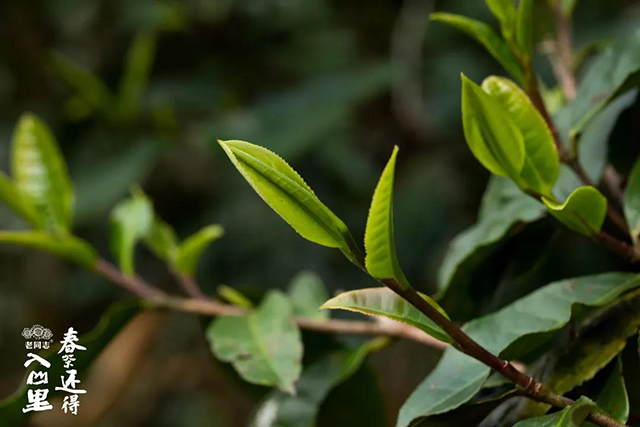 老同志入山里黄草坝古树茶