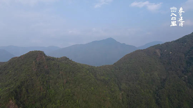 老同志入山里黄草坝古树茶