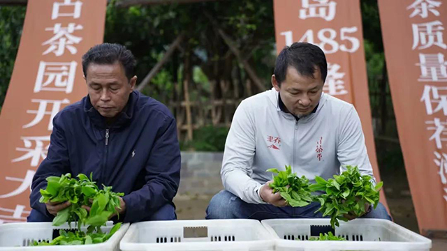 津乔普洱春茶季津乔1485古茶园