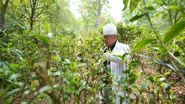 普洱景迈山2024年春茶开采节拉开帷幕