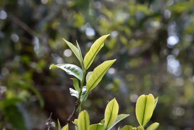 老班章古树茶