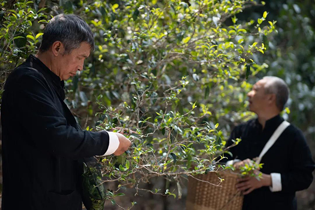 龙润茶景迈山普洱茶品质特点